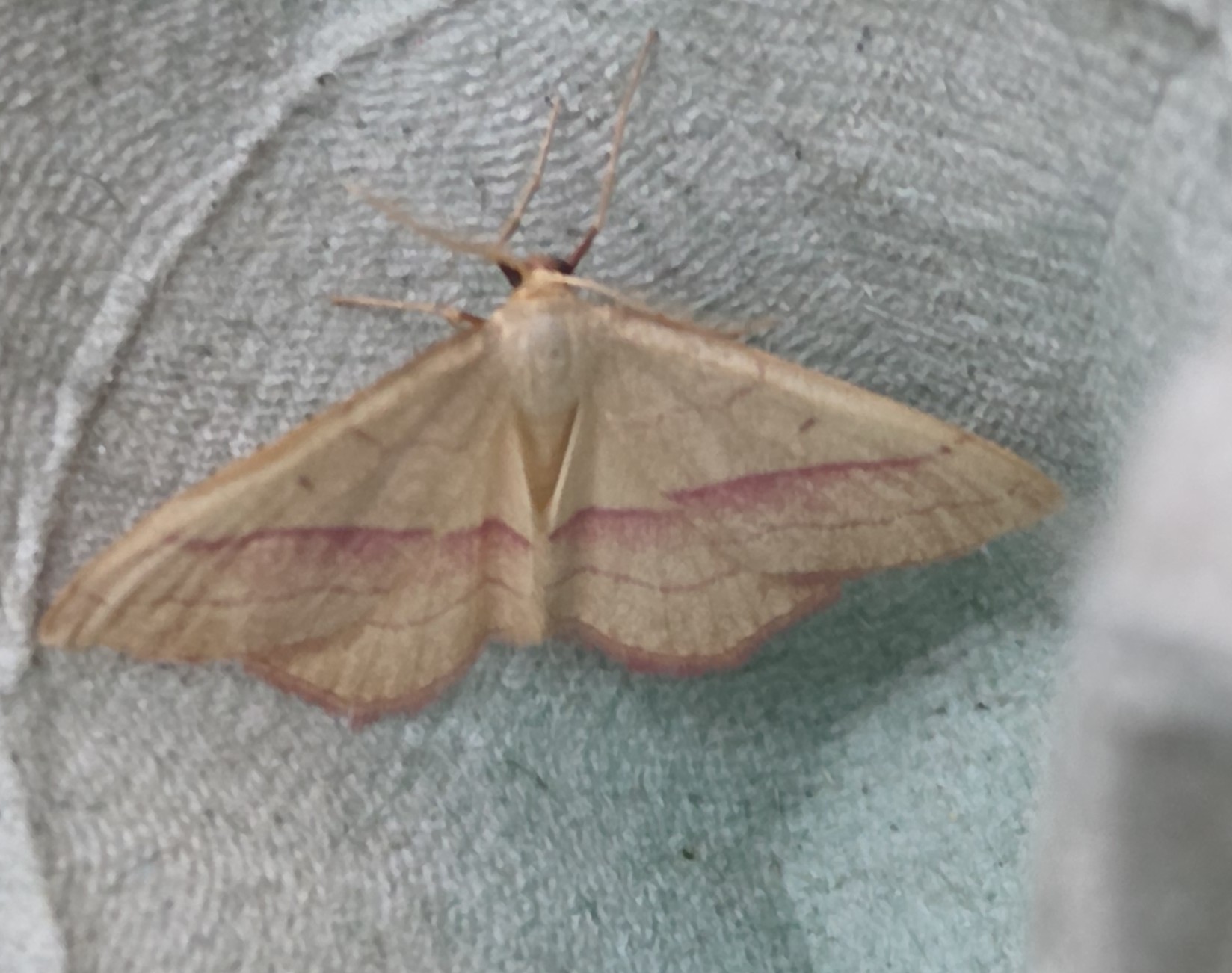 Photo of Common Pink-barred (Rhodostrophia vibicaria)